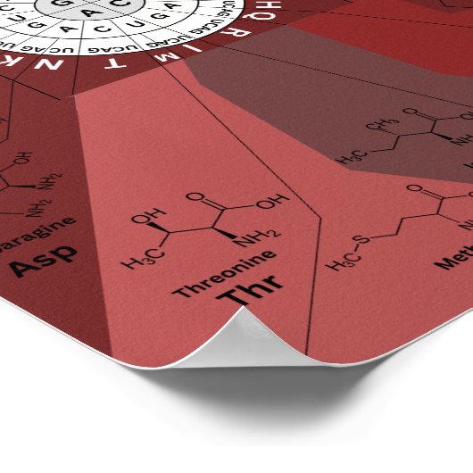 Poster Roue génétique du diagramme de codon en acides ami (Coin)