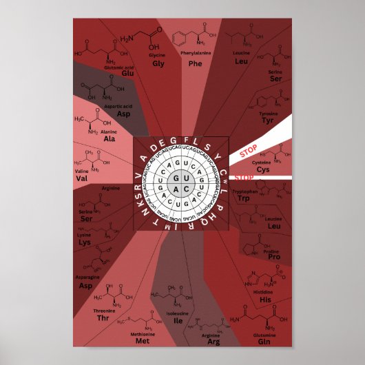 Poster Roue génétique du diagramme de codon en acides ami (Devant)