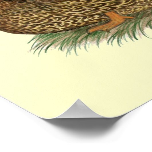 Poster Rouen Ducks (Coin)