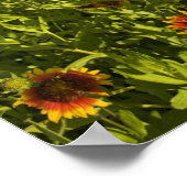 Poster Roues à feu Gaillardia pulchella) fleurs sauvages (Coin)