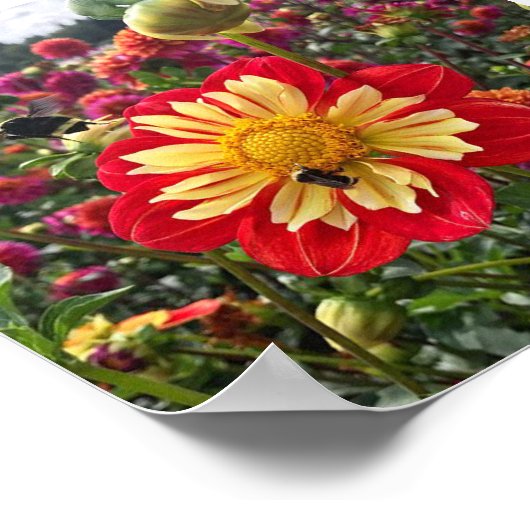 Poster Roues Dahlia (Coin)