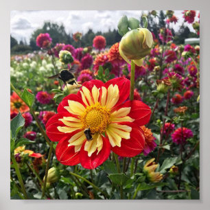 Poster Roues Dahlia