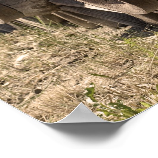 Poster Roues Sepia Wagon (Coin)