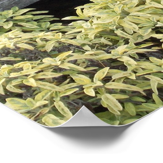 Poster Roues vintages (Coin)