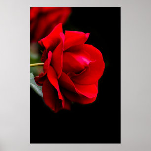 Poster Rouge
