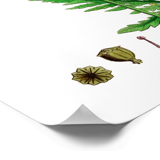 Poster rouge à fleurs #8 (Coin)