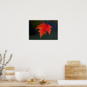 Poster Rouge Acer rubrum) feuille rouge en automne, (Cuisine)