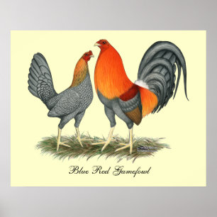 Poster Rouge bleu Gamefowl