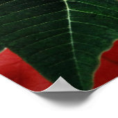 Poster Rouge clair Poinsettia Noël (Coin)