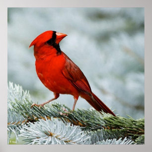 Poster Rouge d'oiseau