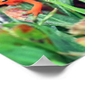 Poster Rouge Eft Orange Salamander Nature 1 (Coin)