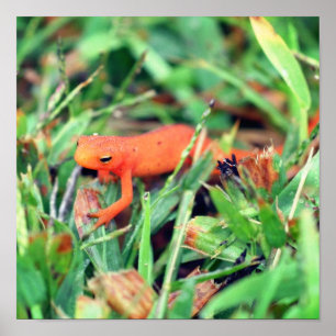 Poster Rouge Eft Orange Salamander Nature 1