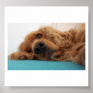 Poster rouge english cocker spaniel 2.png