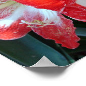 Poster rouge et blanc en bande Amaryllis (Coin)