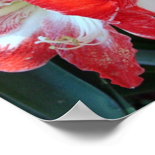 Poster rouge et blanc en bande Amaryllis (Coin)