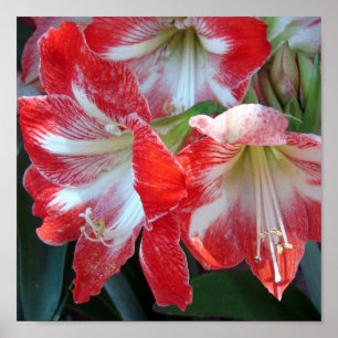 Poster rouge et blanc en bande Amaryllis