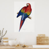Poster Rouge et jaune Maccaw (Cuisine)