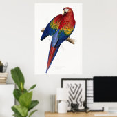 Poster Rouge et jaune Maccaw (Bureau à domicile)