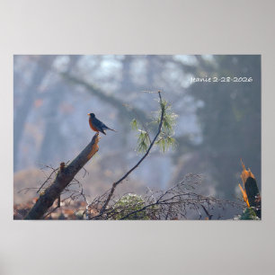 Poster Rouge-gorge