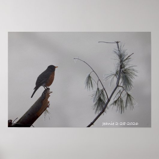 Poster Rouge-gorge en hiver (Devant)