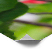 Poster rouge Hibiscus (Coin)