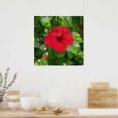 Poster rouge Hibiscus (Cuisine)
