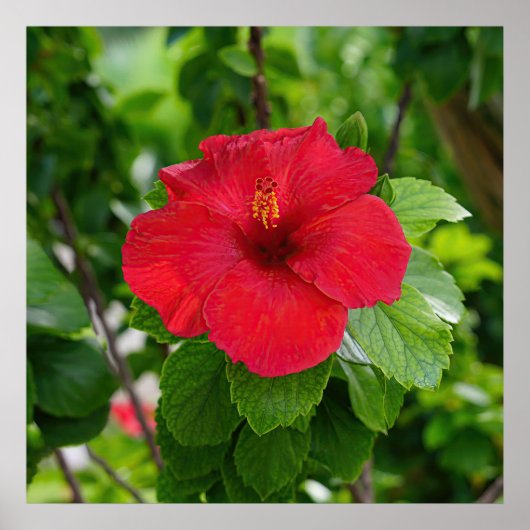 Poster rouge Hibiscus (Devant)