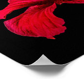 Poster Rouge Hibiscus vue côté fleur Petit (Coin)