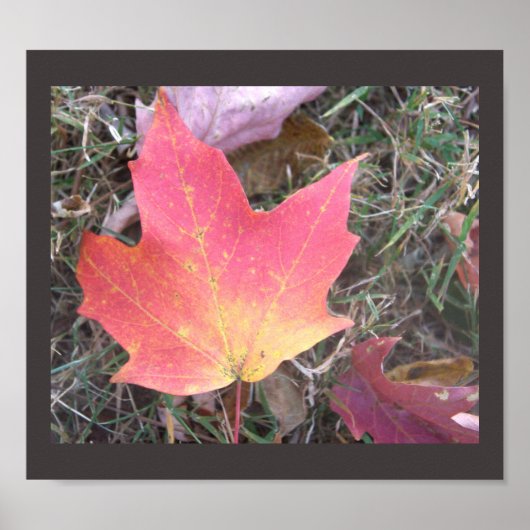 Poster rouge jaune feuille d'automne (Devant)