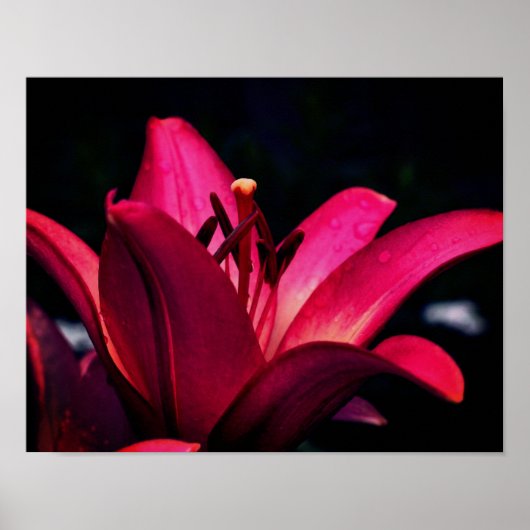 Poster Rouge Lily Flower Close (Devant)