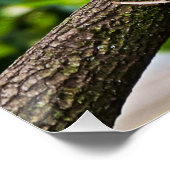 Poster rouge Macaw Mur brillant (Coin)