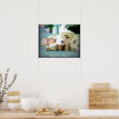 Poster rouge Merle Australian Shepherd Puppy (Cuisine)