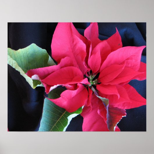 Poster rouge Poinsettia (Devant)