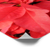 Poster Rouge Poinsettias II Noël Fête Florale (Coin)