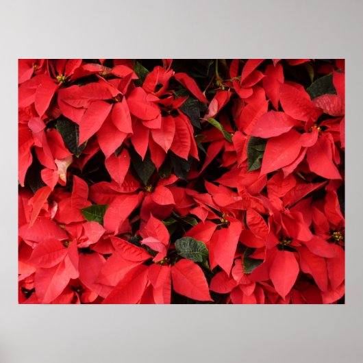 Poster Rouge Poinsettias II Noël Fête Florale (Devant)