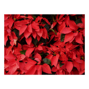 Poster Rouge Poinsettias II Noël Fête Florale