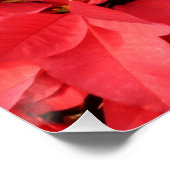 Poster Rouge Poinsettias II Noël Fête Florale (Coin)