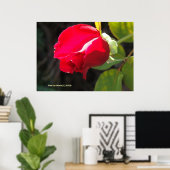Poster Rouge Rose Bud (Bureau à domicile)