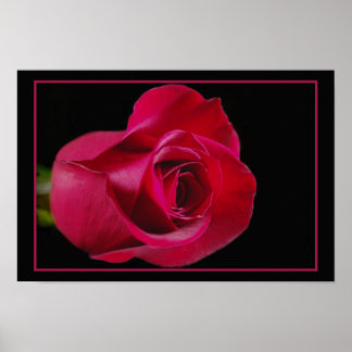 Poster Rouge Rose Bud Print