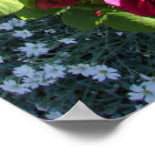 Poster rouge Rose Rose Nature Jardin (Coin)