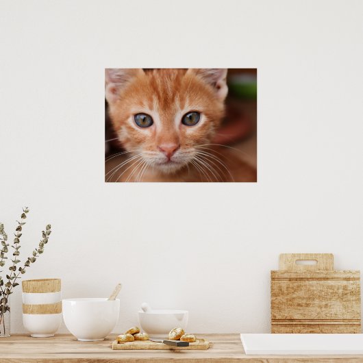 Poster Rouge Tabby Kitten (Cuisine)