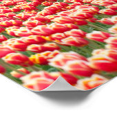 Poster rouge tulipe (Coin)