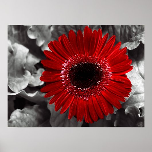 Poster rouge vu (Devant)