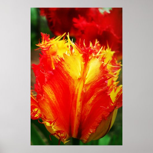 Poster Rouges Et Jaunes Grosse Tulipe À Courbe (Devant)