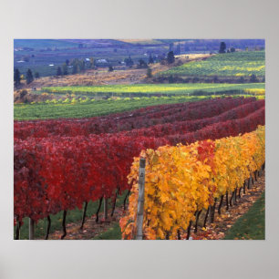Poster Rouges et jaunes intenses de l'automne sur Gehring