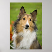 Poster Rough Collie, chien (Devant)