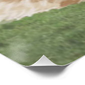 Poster Rough Collie contre les Yorkshire Dales (Coin)