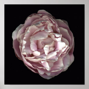 Poster Rougissent l'affiche de pivoine