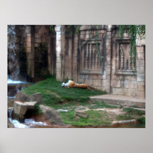 Poster Rouleau de tigre