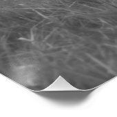 Poster Roulement du cheval blanc dans le pâturage Equin B (Coin)